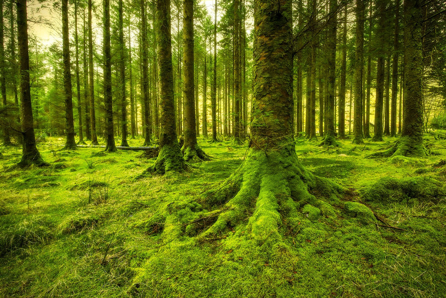 Ireland - Allie Richards Photography