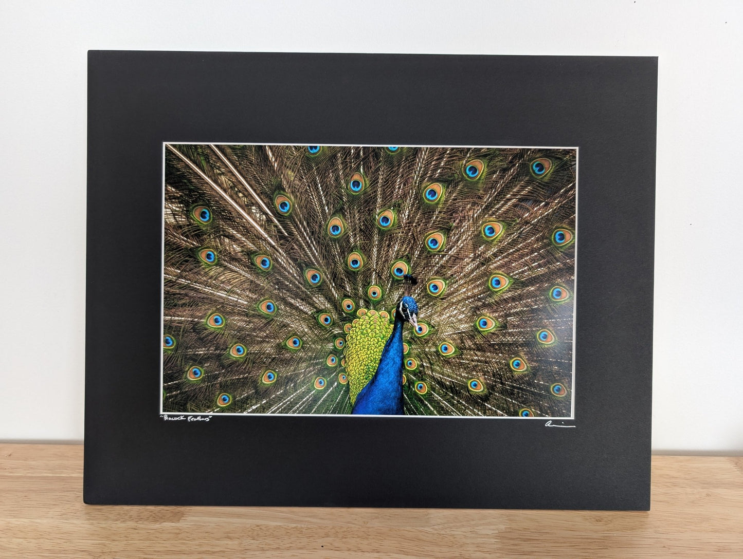 16"x20" Matted Print: Peacock Feathers - Allie Richards Photography