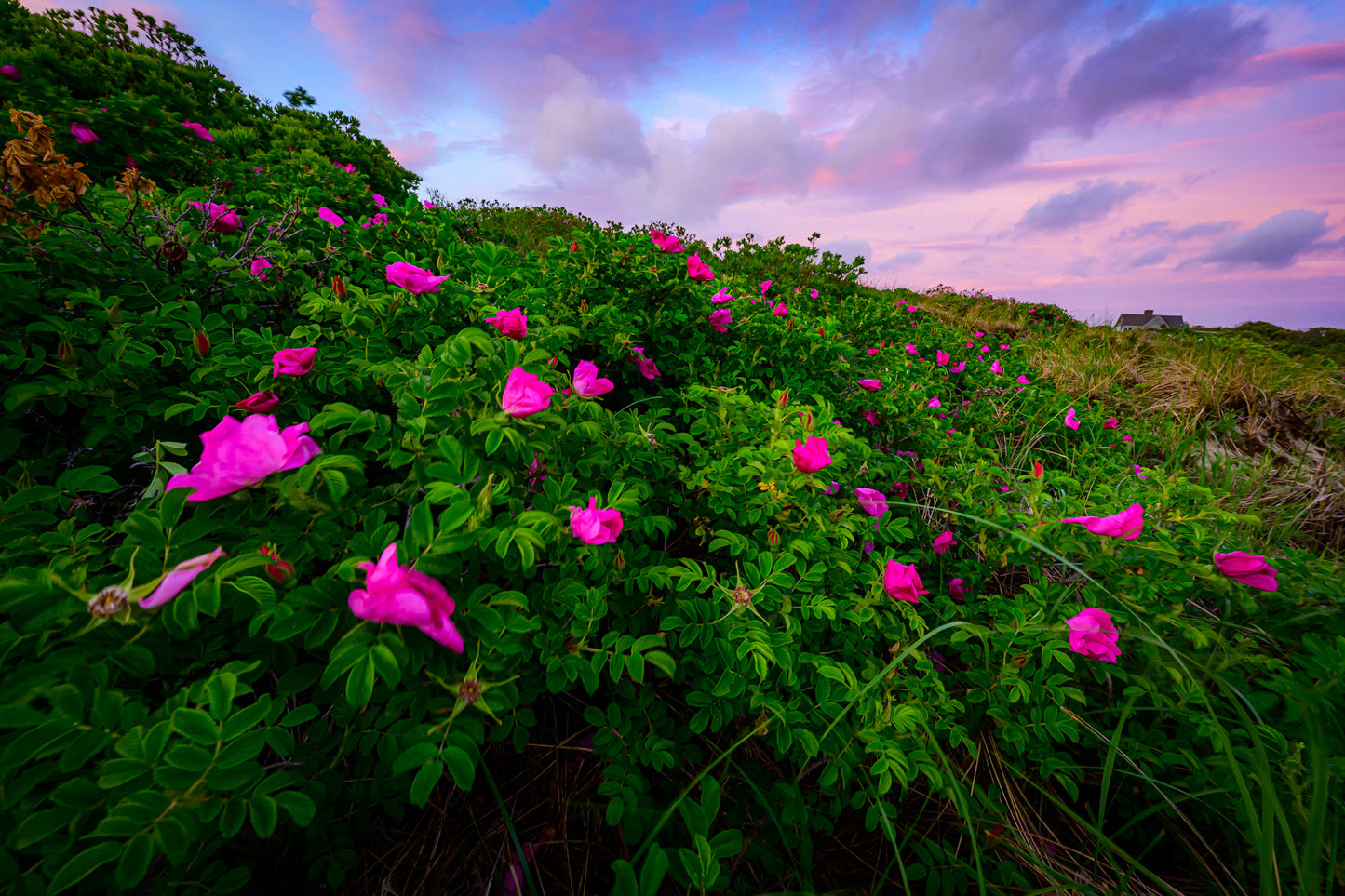 Beach Rose Bloom