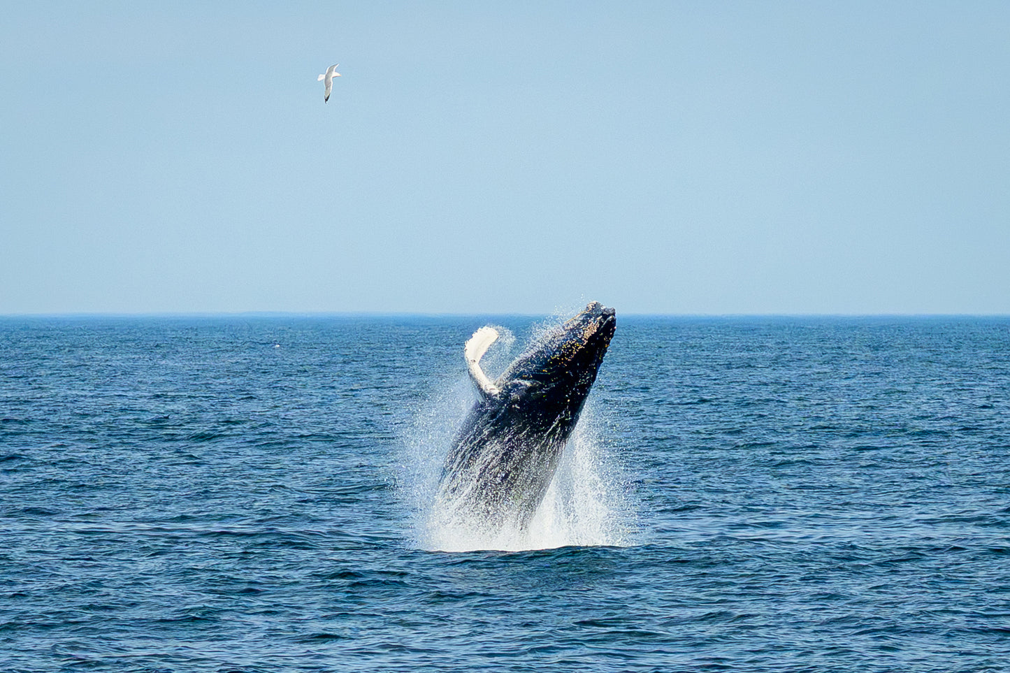 Breaching Calf