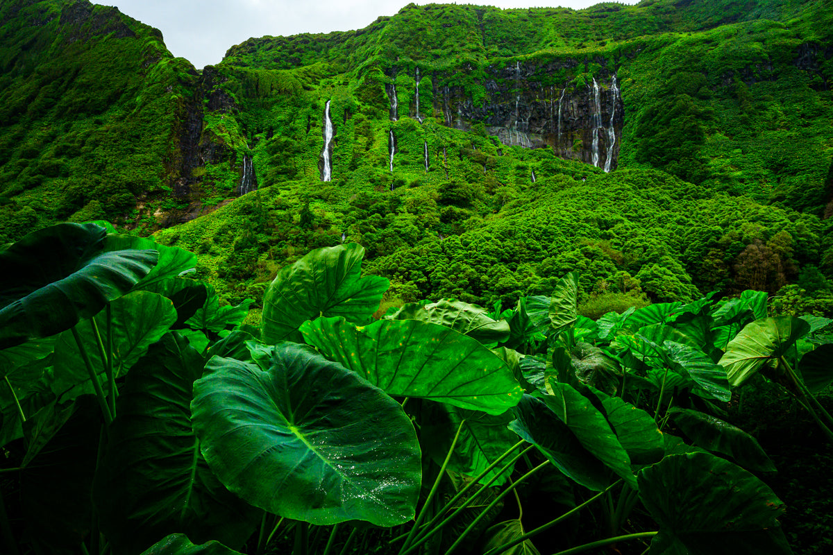 The Falls of Flores Island