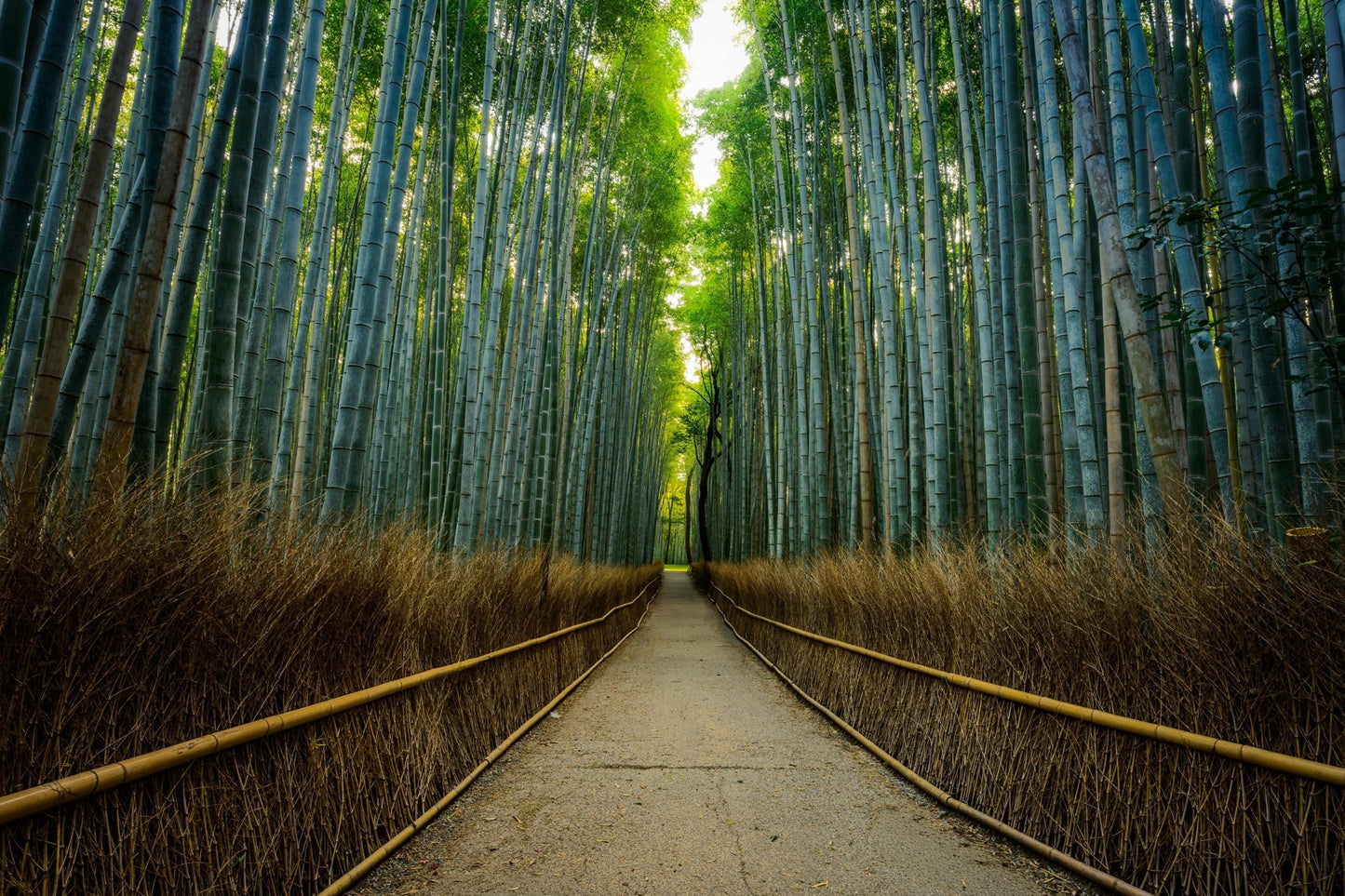 Arashiyama Bamboo Grove - Allie Richards Photography