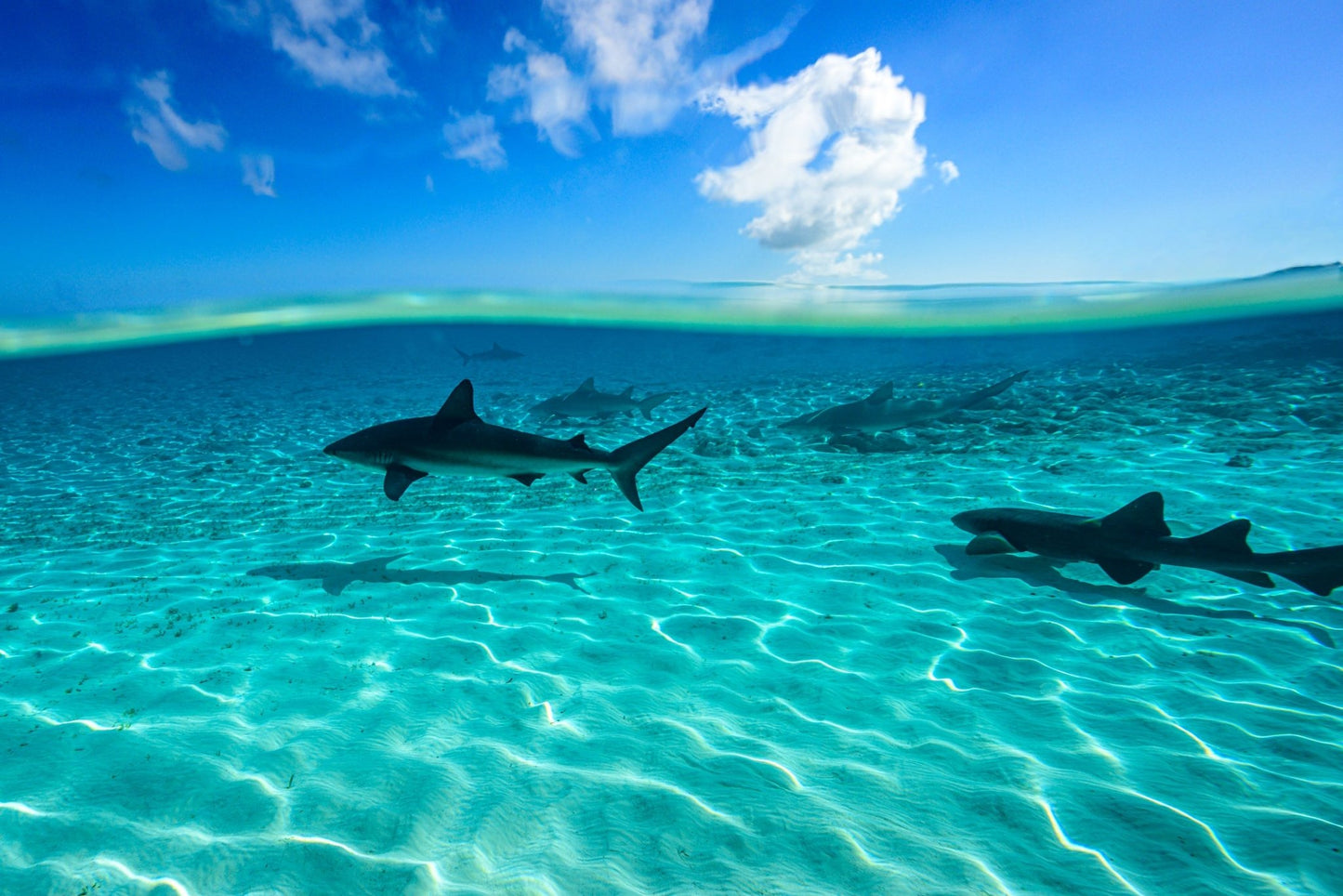 Below the Surface - Allie Richards Photography