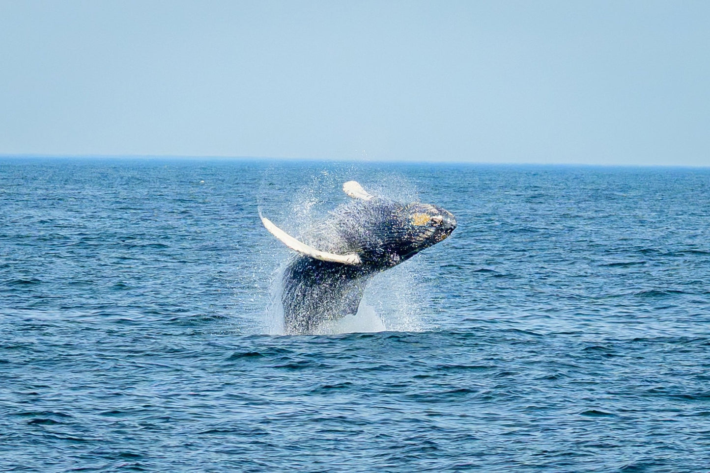 Breaching Calf II - Allie Richards Photography