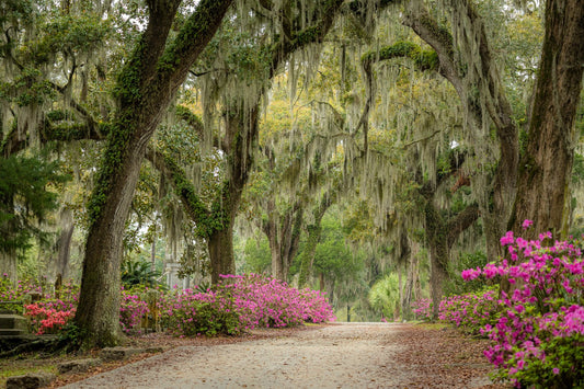 Garden of Good & Evil - Allie Richards Photography