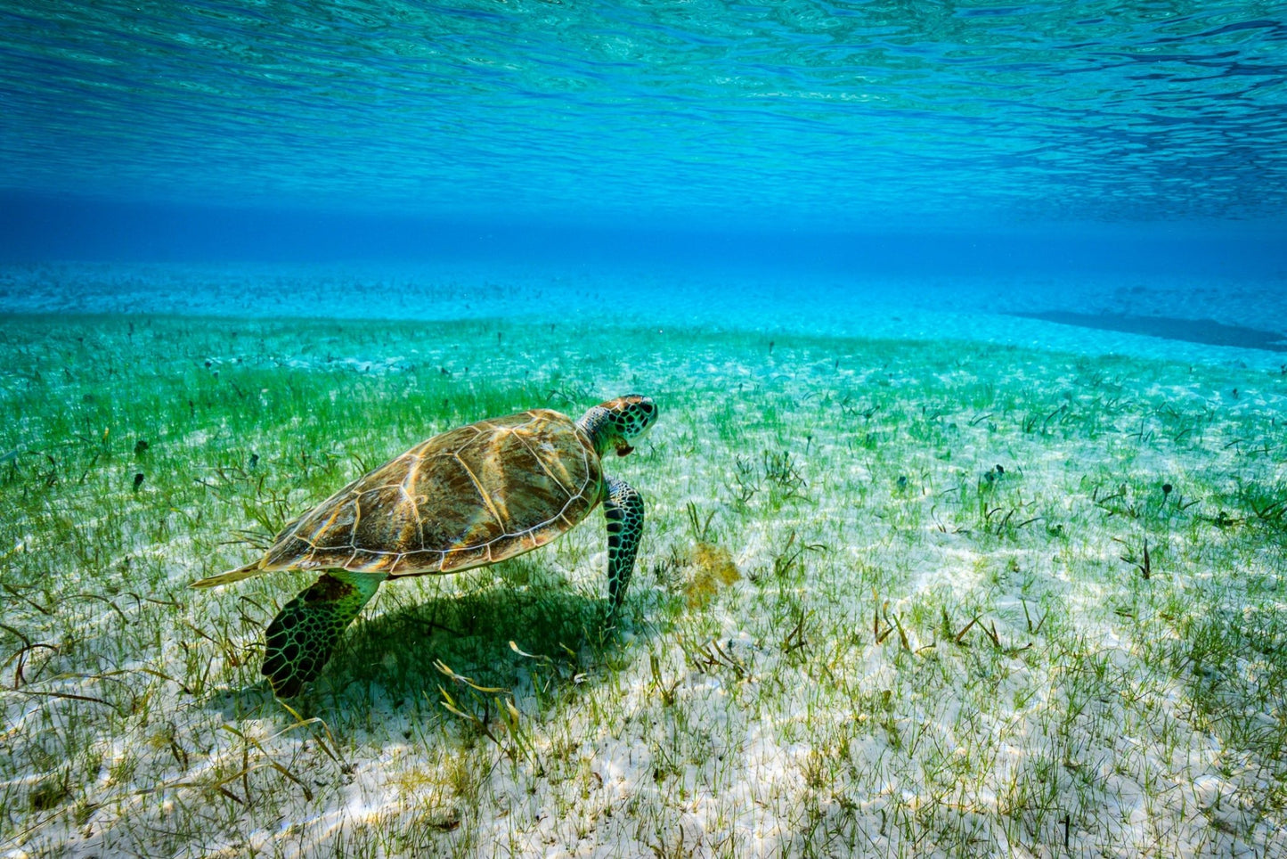 Green Sea Turtle - Allie Richards Photography
