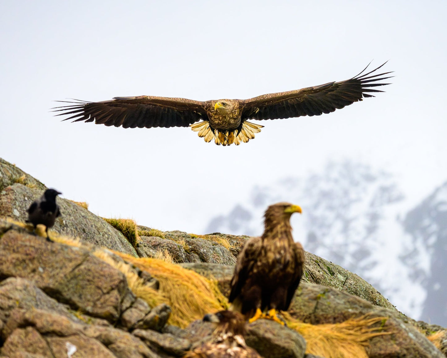 Kings of the Air V - Allie Richards Photography