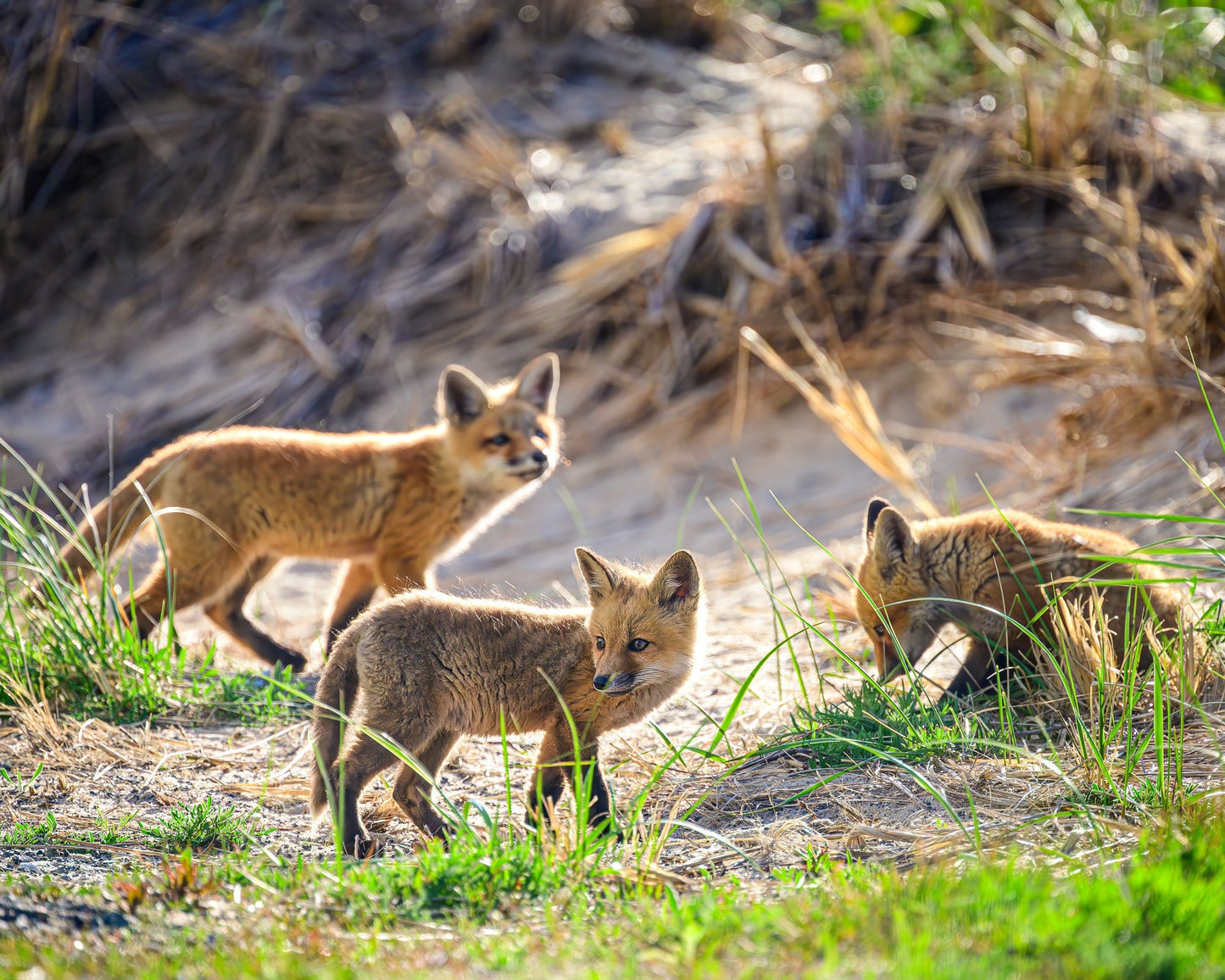 Little Kits - Allie Richards Photography
