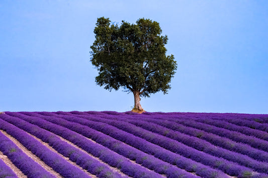 Lone Tree in Lavender - Allie Richards Photography