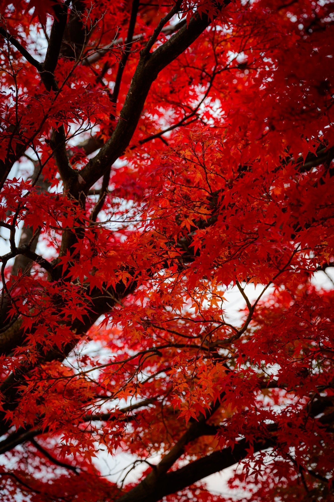Momiji - Allie Richards Photography