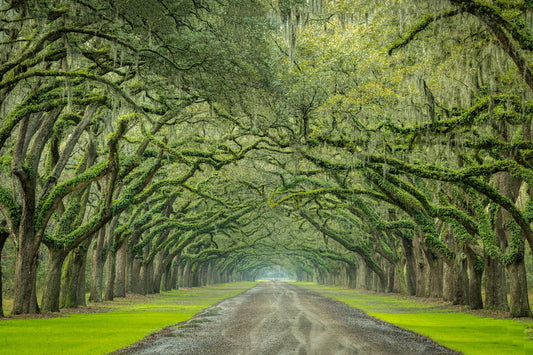 Oak Avenue - Allie Richards Photography