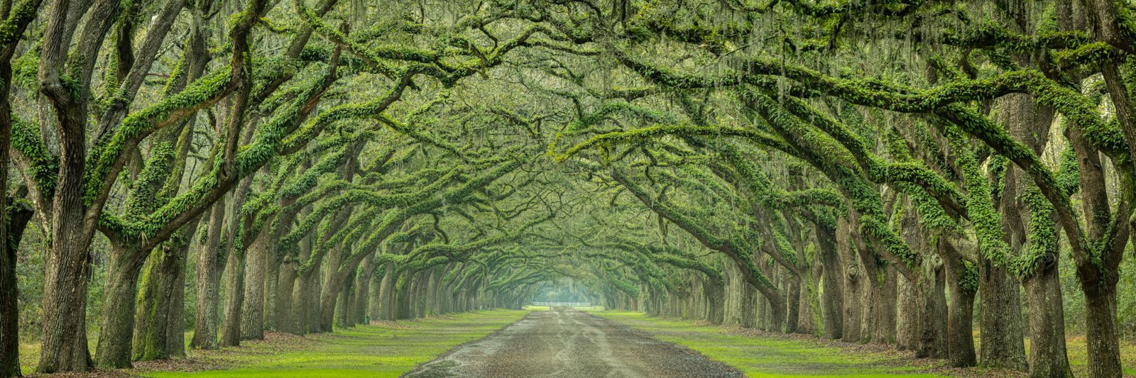 Oak Avenue Pano - Allie Richards Photography