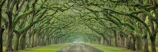 Oak Avenue Pano - Allie Richards Photography