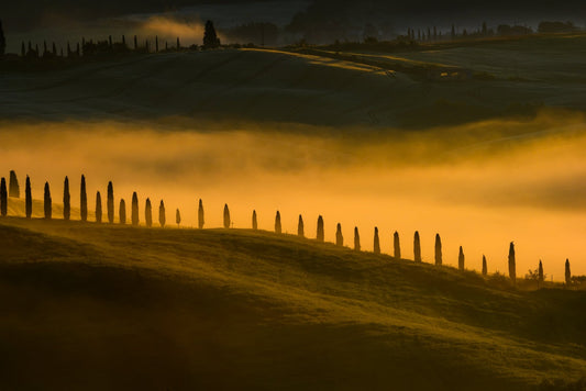 Sentinels in the Mist - Allie Richards Photography