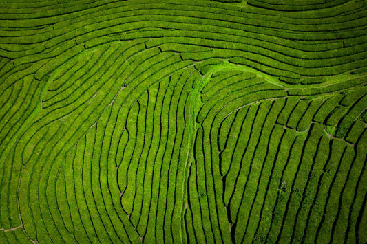 Tea Fields - Allie Richards Photography