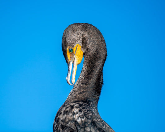 Anhinga - Allie Richards Photography