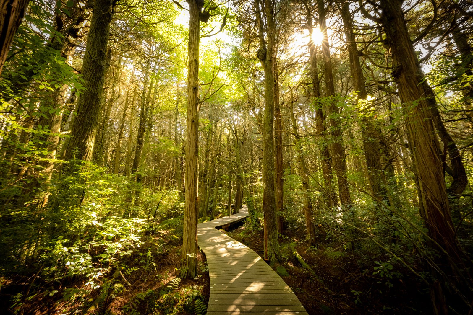 Atlantic White Cedar Swamp - Allie Richards Photography