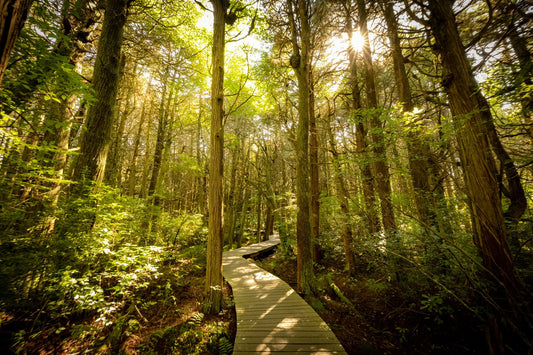 Atlantic White Cedar Swamp - Allie Richards Photography