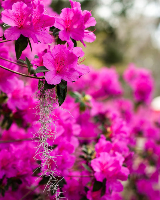 Azaleas - Allie Richards Photography