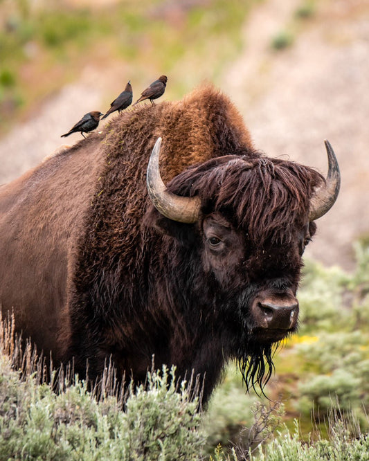 Bird on Bison - Allie Richards Photography