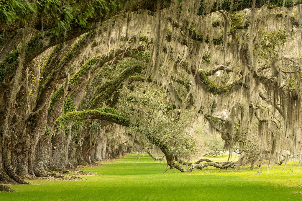 Charm of Beaufort II - Allie Richards Photography