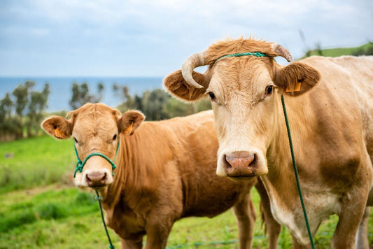 Cows - Allie Richards Photography
