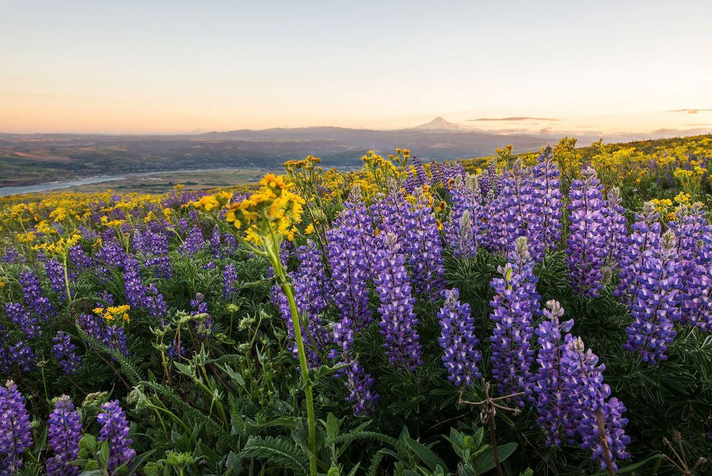Dalles - Allie Richards Photography