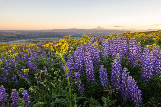 Dalles - Allie Richards Photography