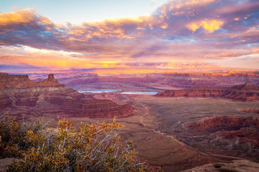 Desert Brilliance - Allie Richards Photography