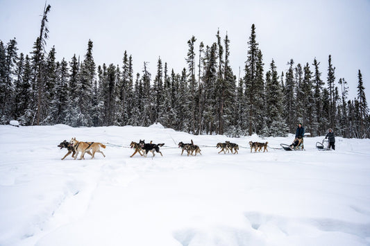 Dog Team Crossing - Allie Richards Photography