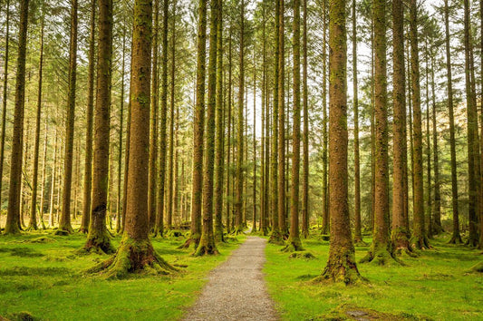 Enchanted Forest - Allie Richards Photography