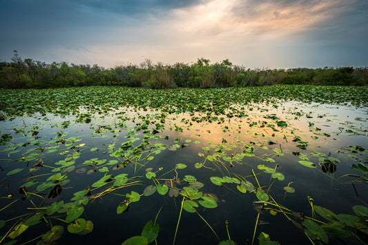 Everglades Evening - Allie Richards Photography