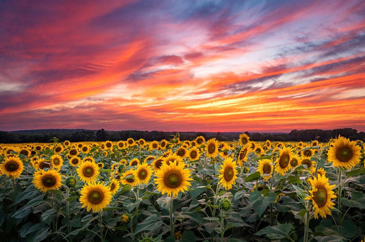 Fields of Gold - Allie Richards Photography