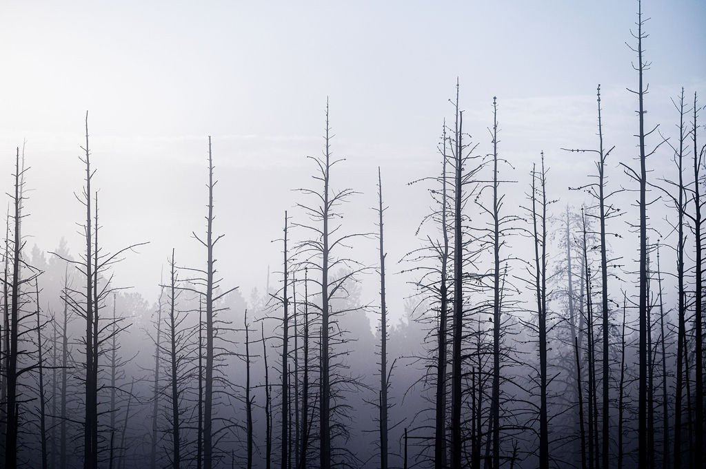 Forest for the Trees - Allie Richards Photography