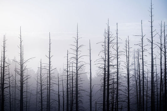 Forest for the Trees - Allie Richards Photography