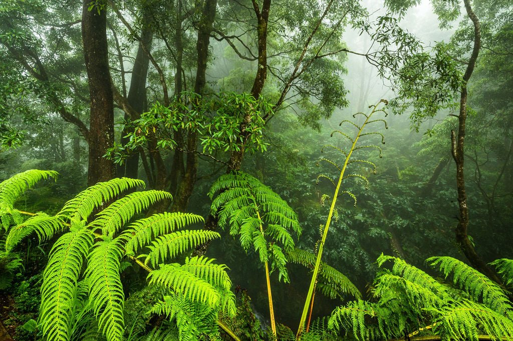 Forest Mystery - Allie Richards Photography