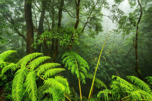 Forest Mystery - Allie Richards Photography