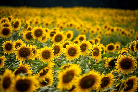 Happy Days - Allie Richards Photography