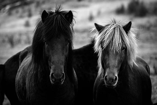 Horsing Around - Allie Richards Photography