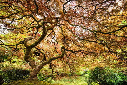 Japanese Maple - Allie Richards Photography