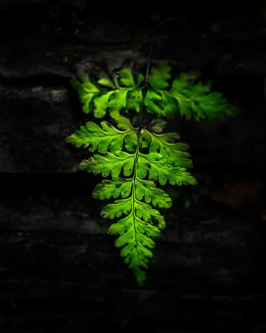 Lone Fern - Allie Richards Photography