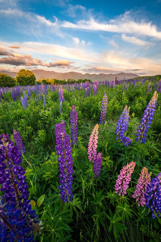 Lupine Magic - Allie Richards Photography