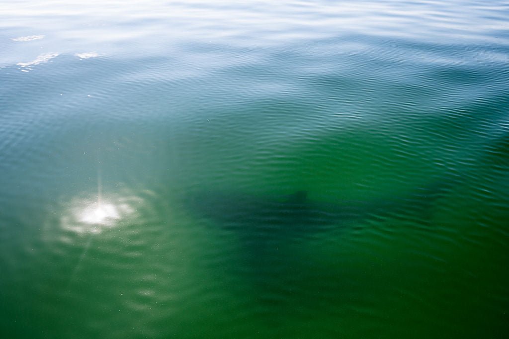 Lurking Beneath - Allie Richards Photography