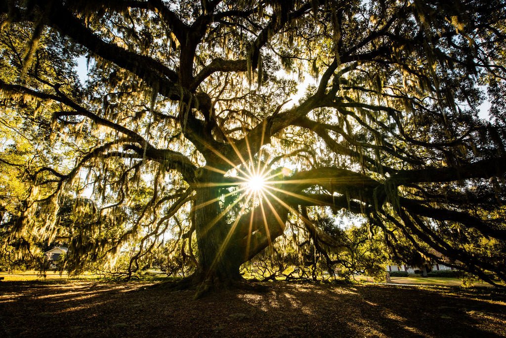 Majestic Oak - Allie Richards Photography