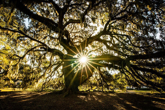 Majestic Oak - Allie Richards Photography