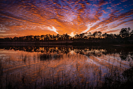 Morning Burst - Allie Richards Photography