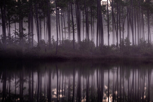 Morning Mists - Allie Richards Photography