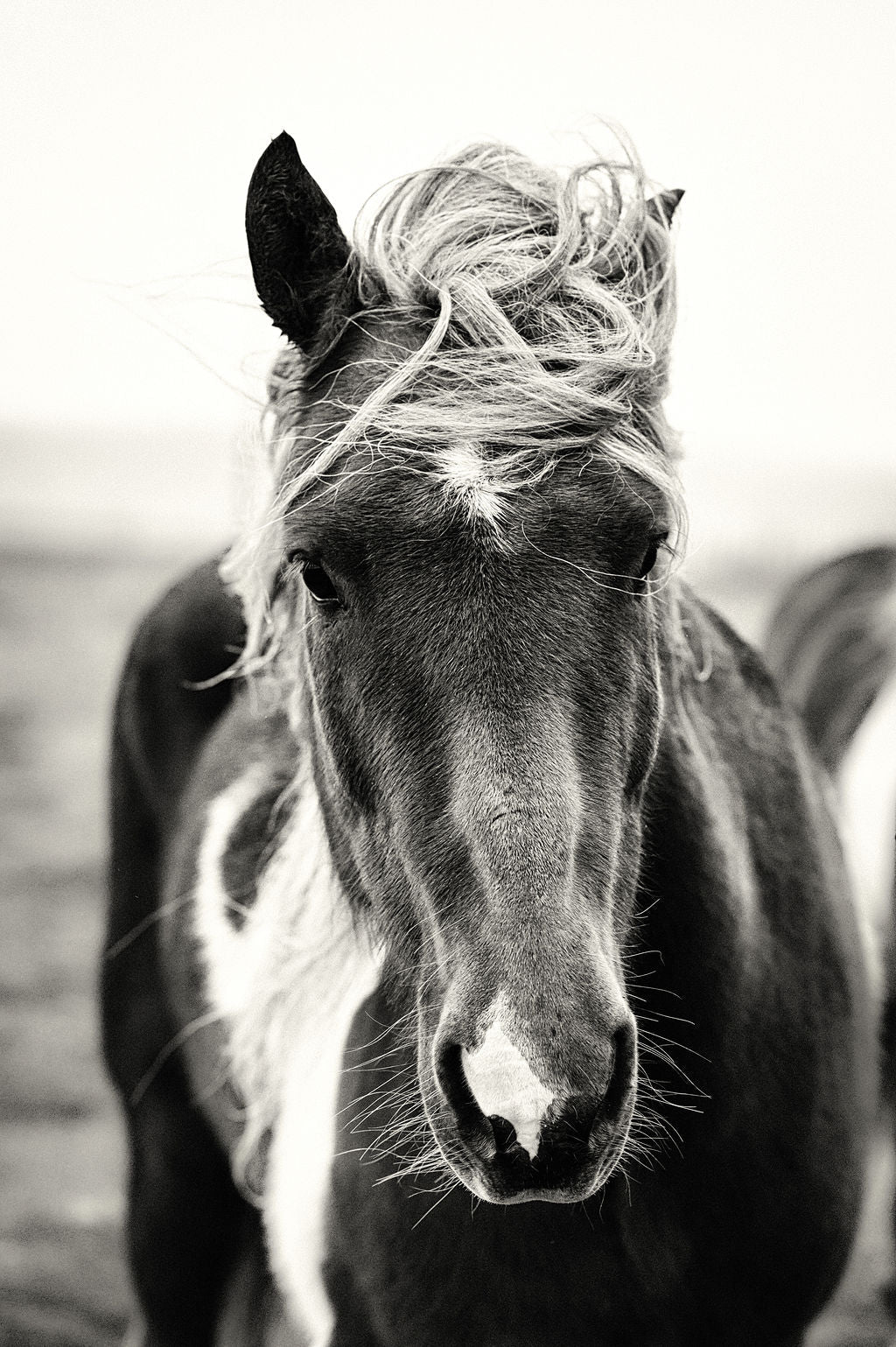 Onyx Majesty - Allie Richards Photography