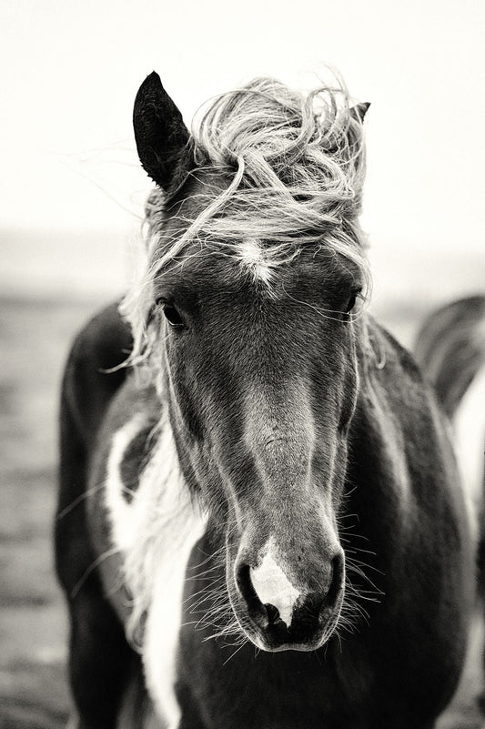 Onyx Majesty - Allie Richards Photography