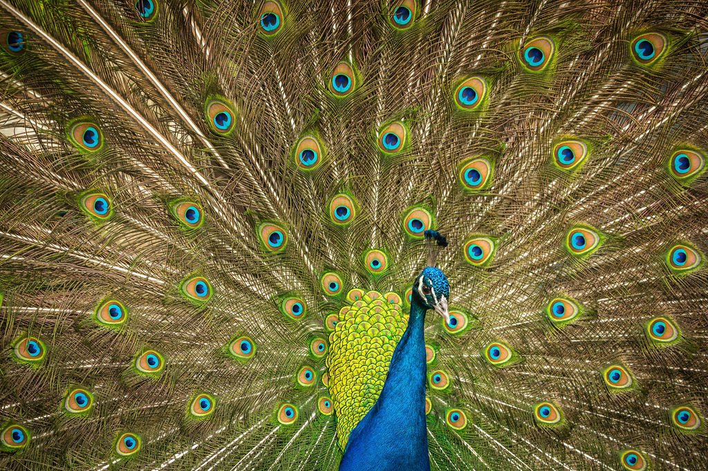 Peacock - Allie Richards Photography